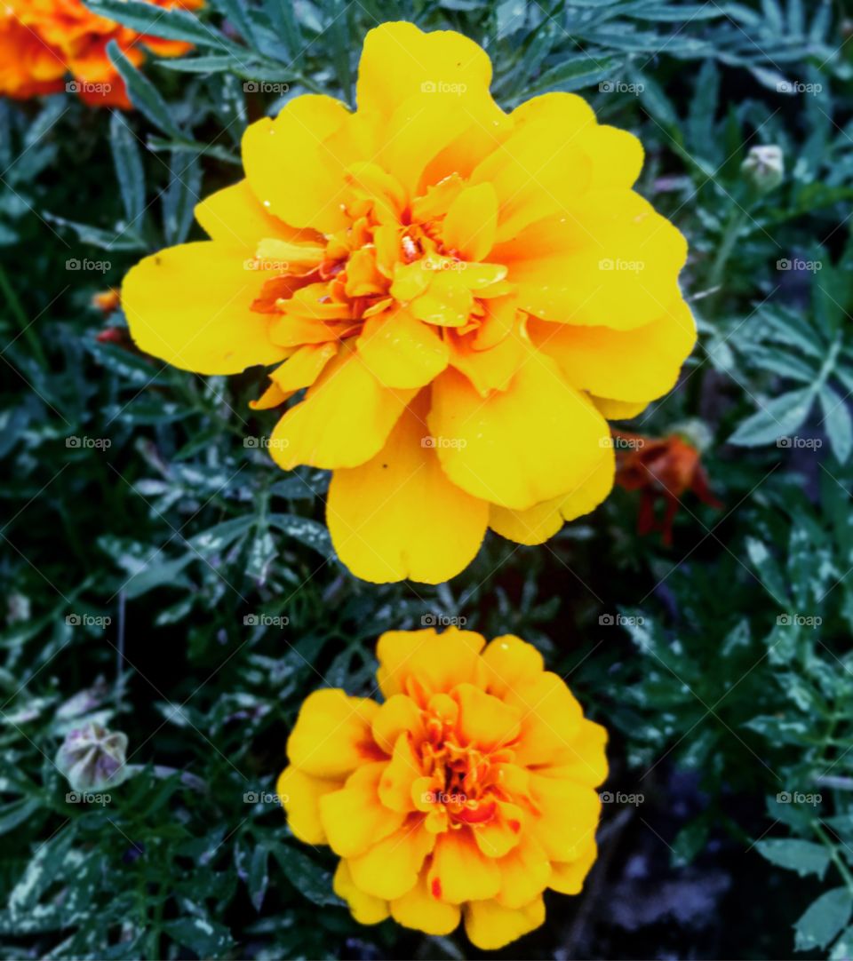 YELLOW - 🌼#Flores do nosso #jardim, para alegrar e embelezar nosso dia!
#Jardinagem é nosso #hobby.
🌹
#flor #flowers #fower #pétalas #garden #natureza #nature #flora