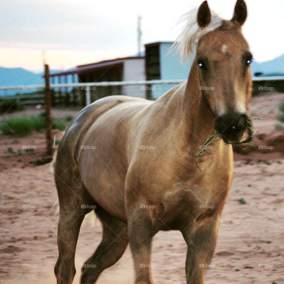 Horse. Brown horse