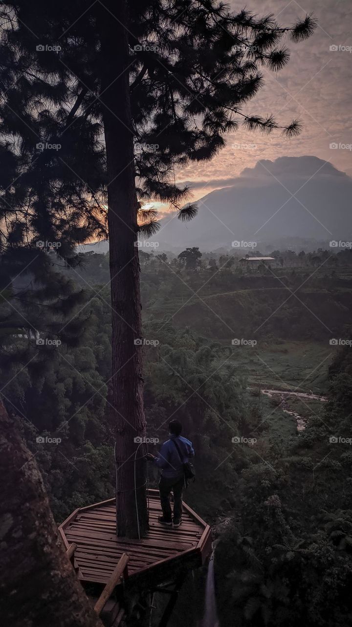 big tree and mountain