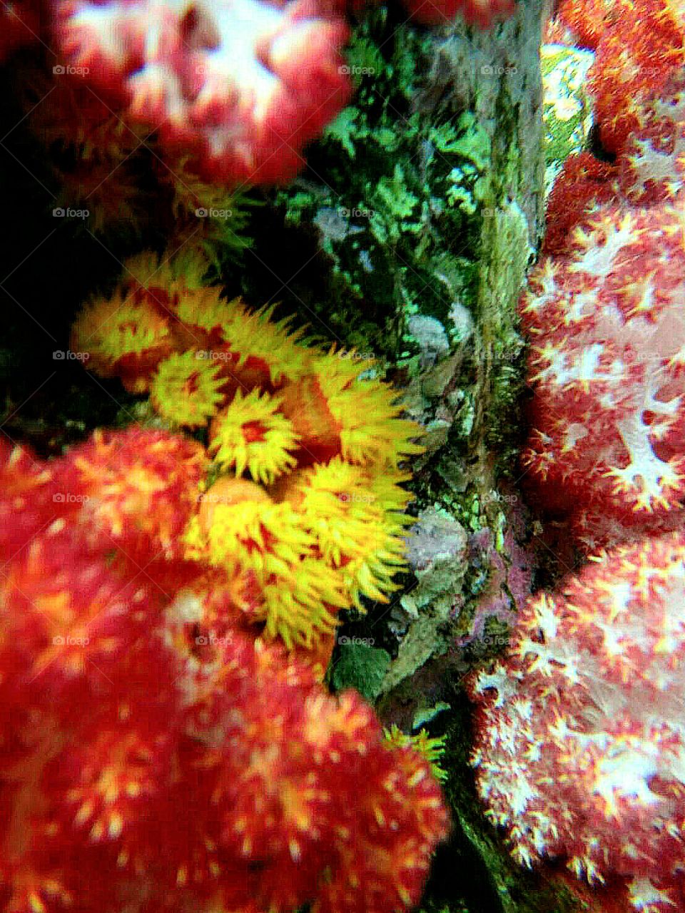 Ten color coral