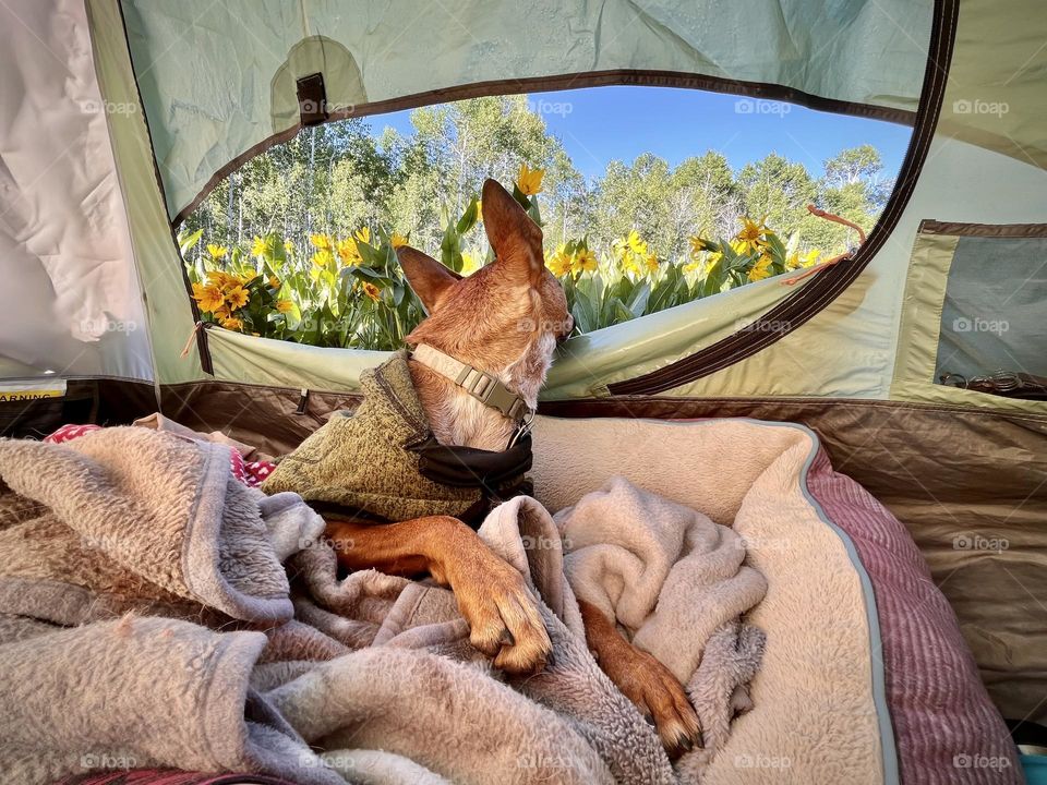 Waking up to the most beautiful morning in a field of wildflowers that even my dog knows to enjoy 