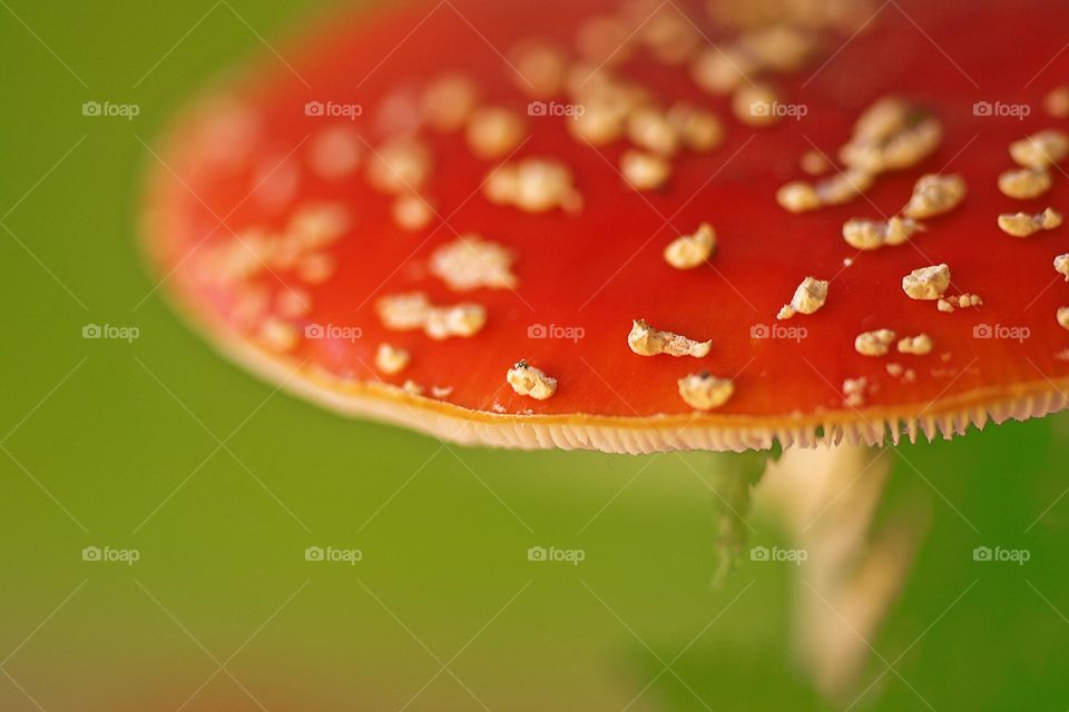 Amanita muscaria fly agaric psychedelic mushroom close up background summer feeling traveling