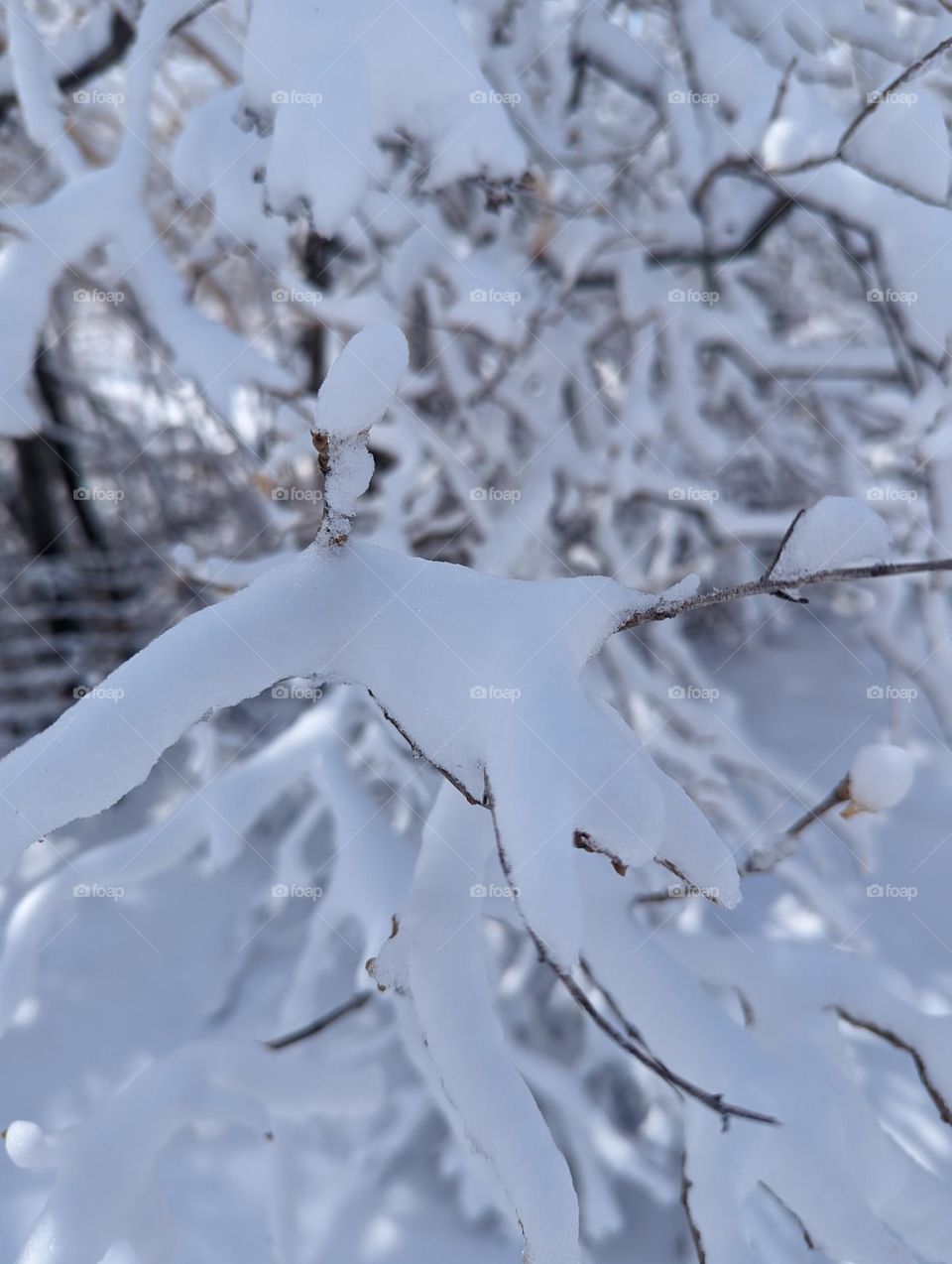 snowy scene