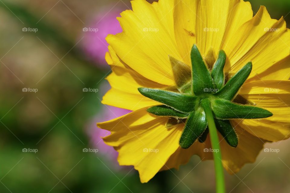 backside of bright yellow flower