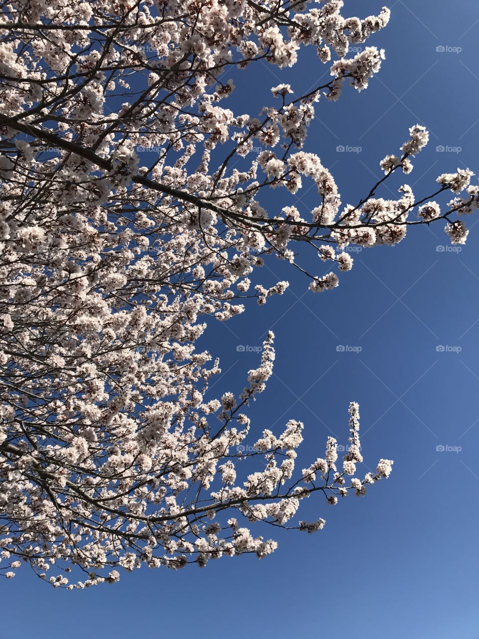 Low angle view of cherry blossoms