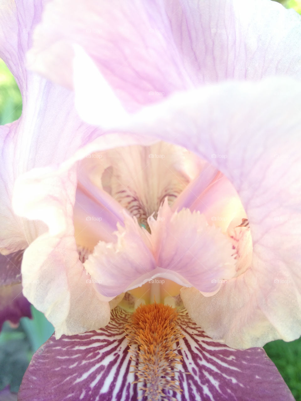 irises bloom in the garden