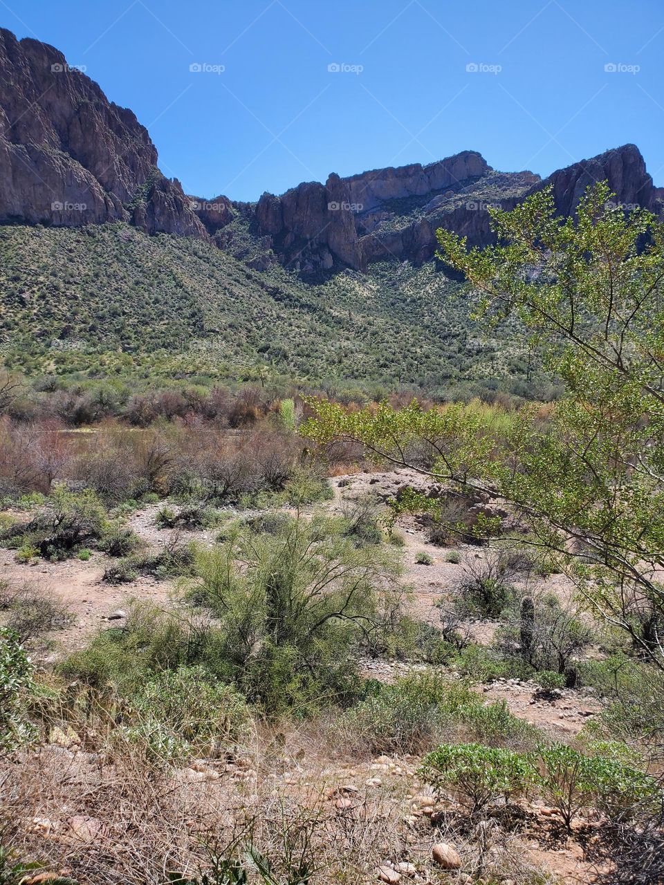 Sonoran Desert in Arizona