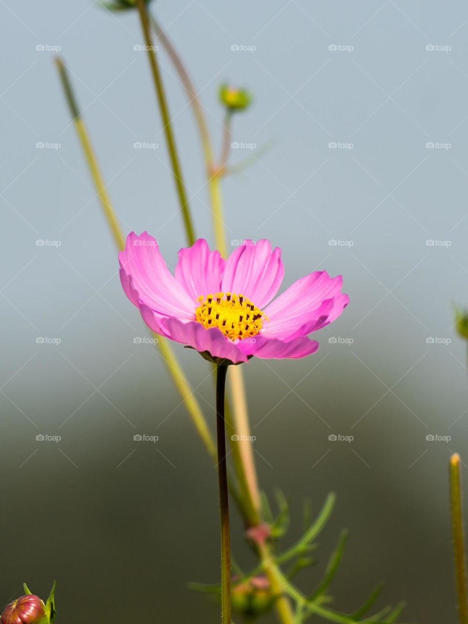 Beautiful Cosmos