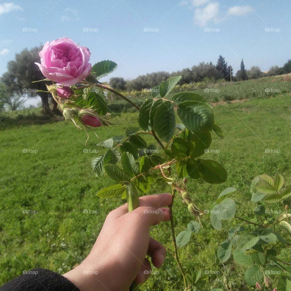 Im holding a beautiful pink flower