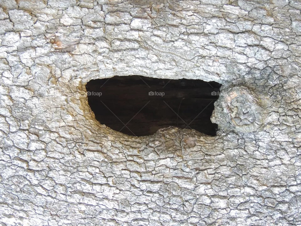 Log 