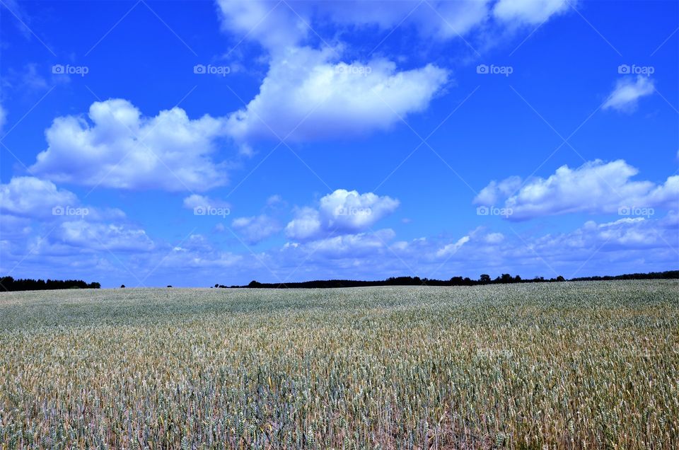 Fields of the crops,  Mazurian region in Poland