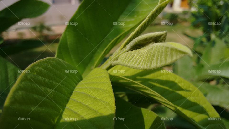 leaves. these are guava's leaves