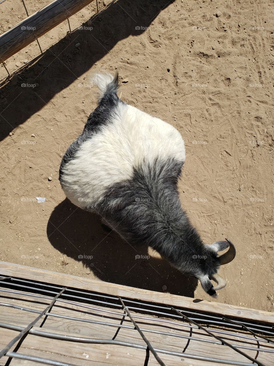 fattest goat ever, really round