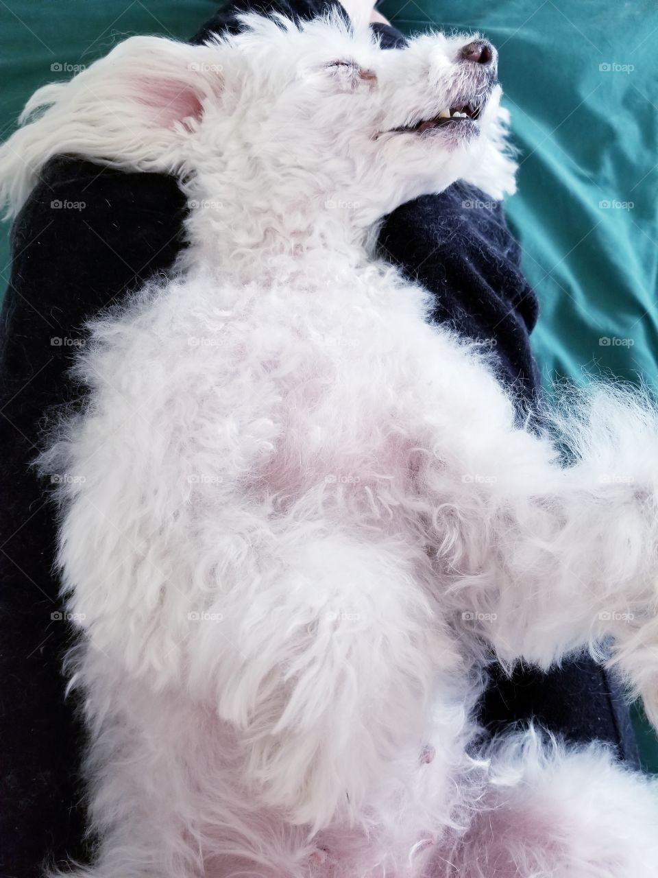 poodle napping