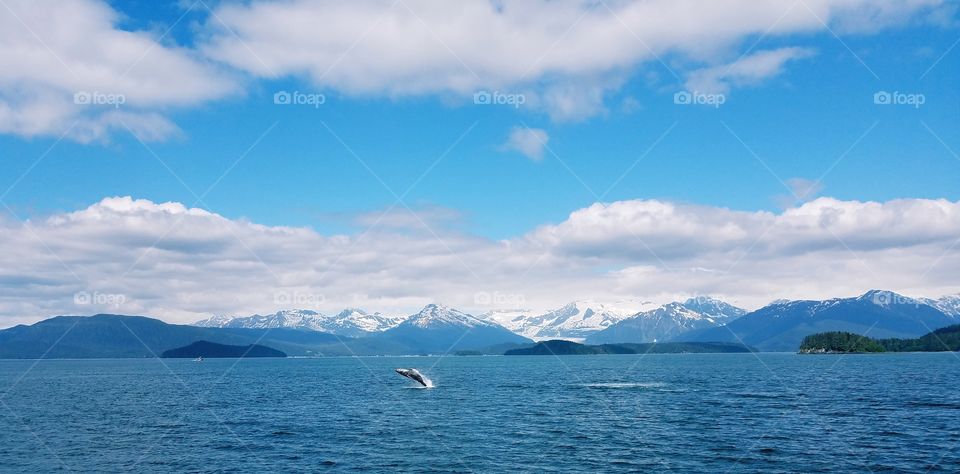 Whale in Alaska