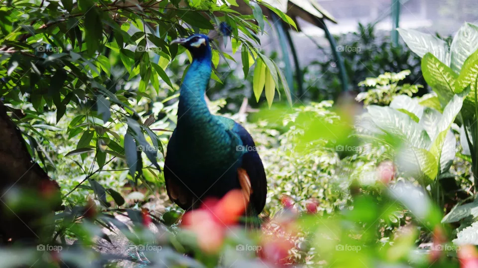 burung