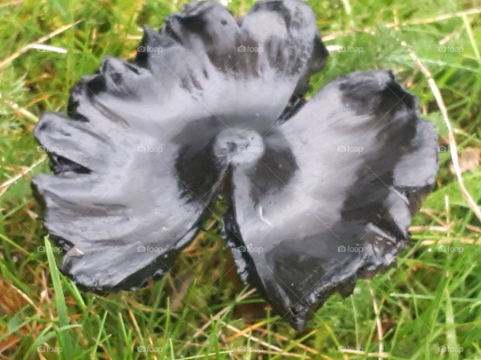 Black Mushroom