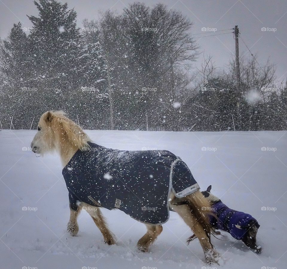 Pony and Dog In a Snow Storm