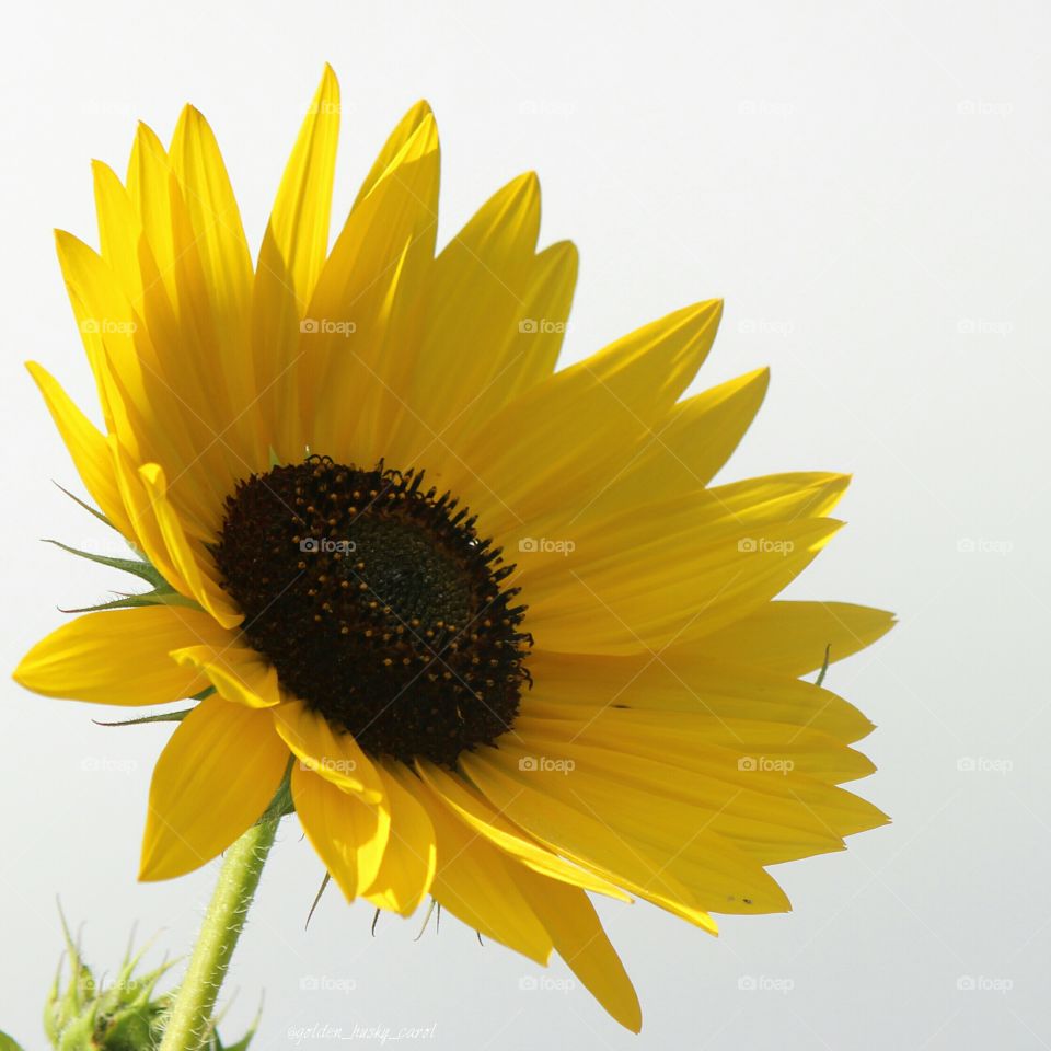 sunshine and sunflowers