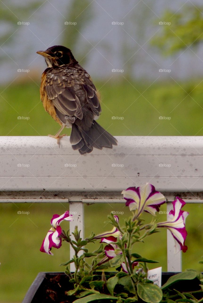 Exterior daylight.  Prince Albert, SK, CA.  A young robin stands on a rail above a pot of petunias.