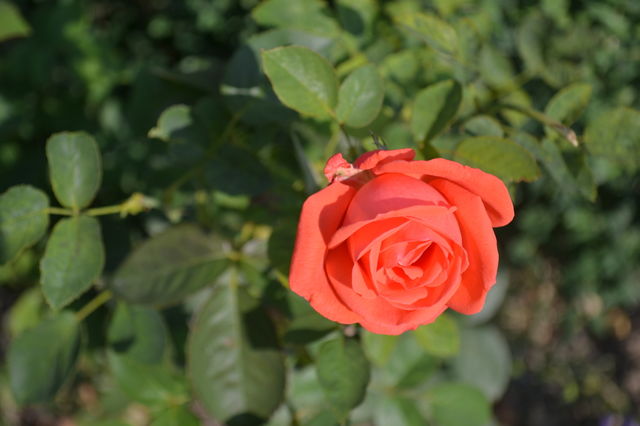 Beautiful Rose