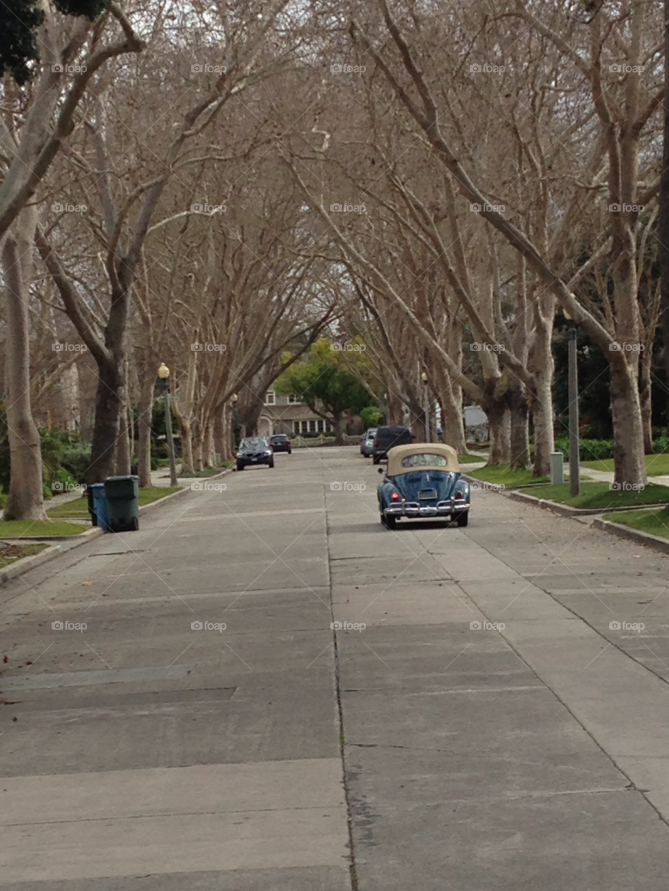 street trees volkswagen neighborhood by threeboydad