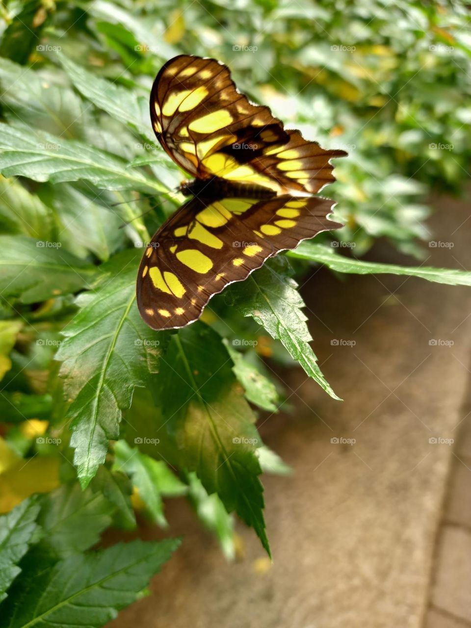 Beautiful Butterfly in the Garden
