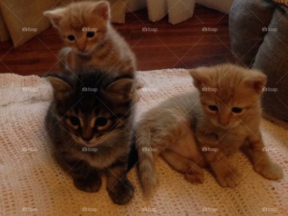 Fluffy kittens 
