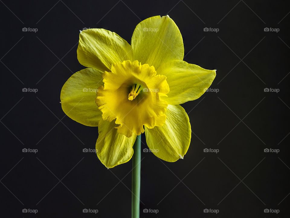 Bright and beautiful yellow Daffodil portrait 