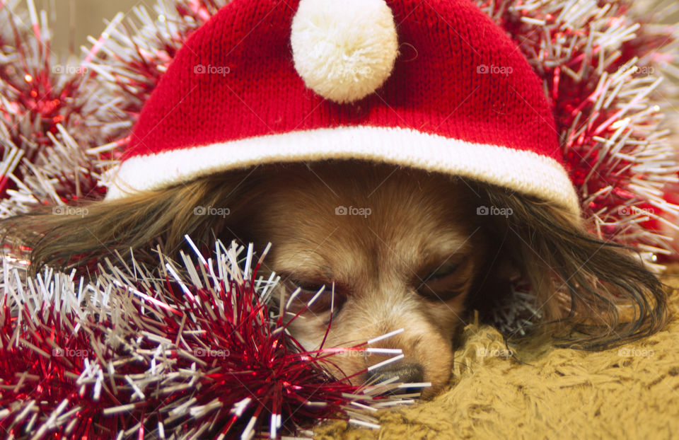 a dog dressed in a New Year's cap and a sweater