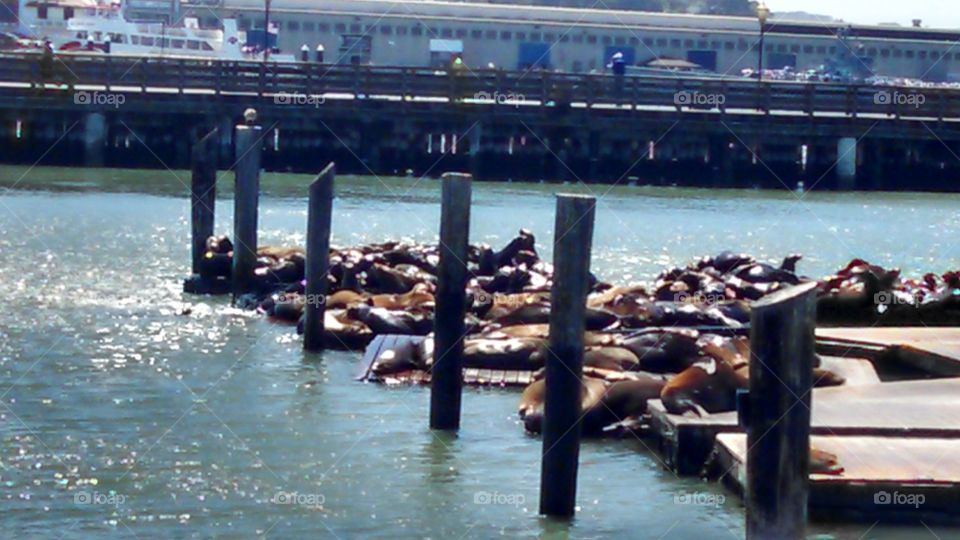 sea lions sunning