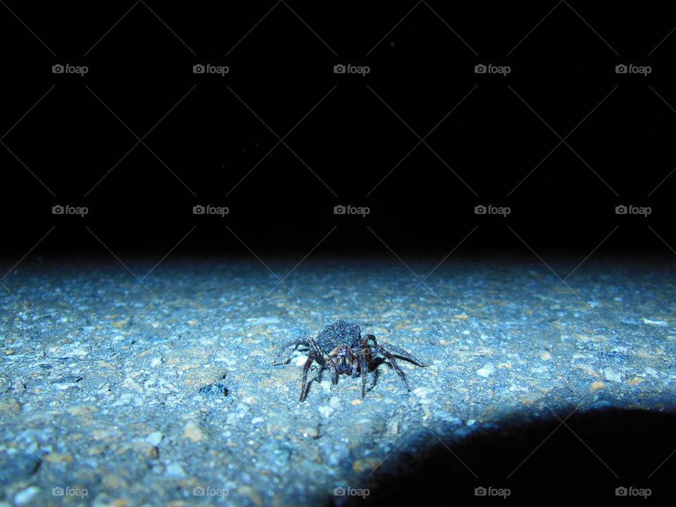 ANGRY SPIDER WITH BABIES