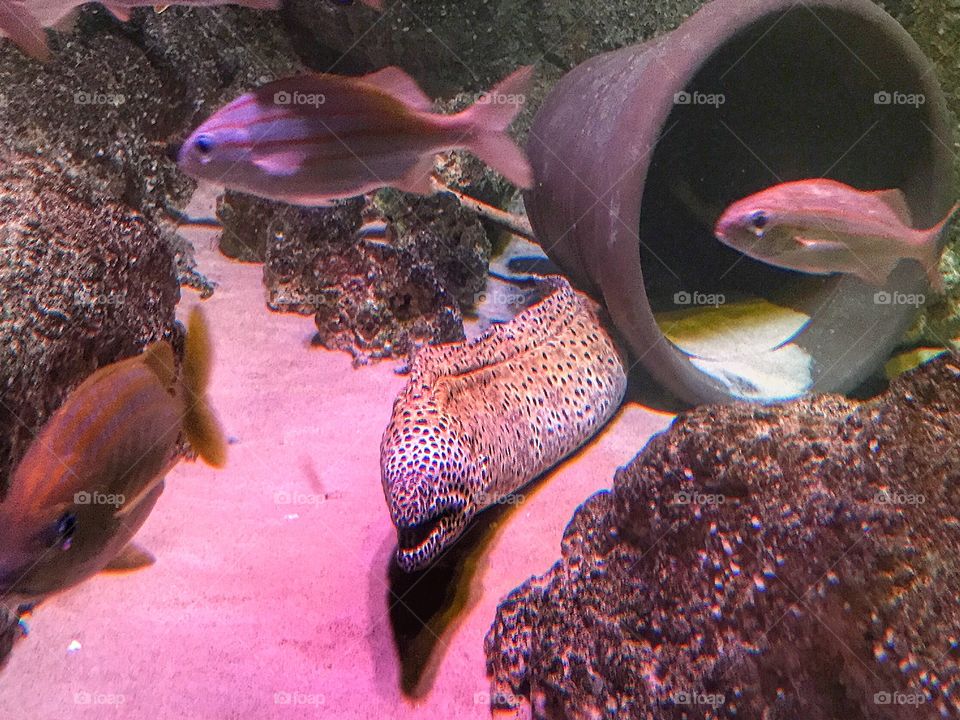 Eel
