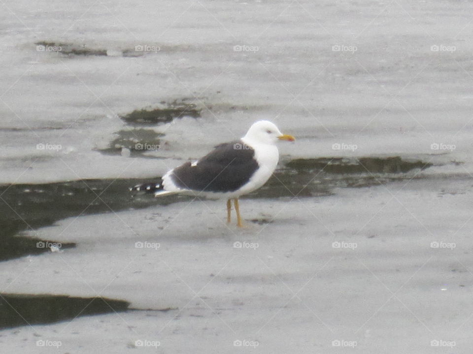 Seagull On Ice