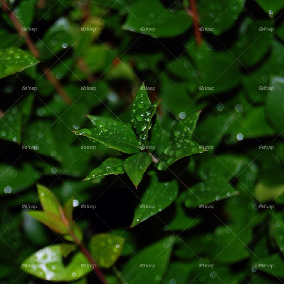 plants nature leaves rain by Petalskull