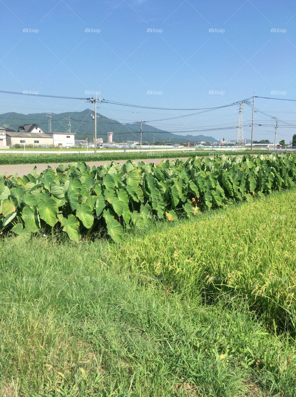 Country side in Japan 