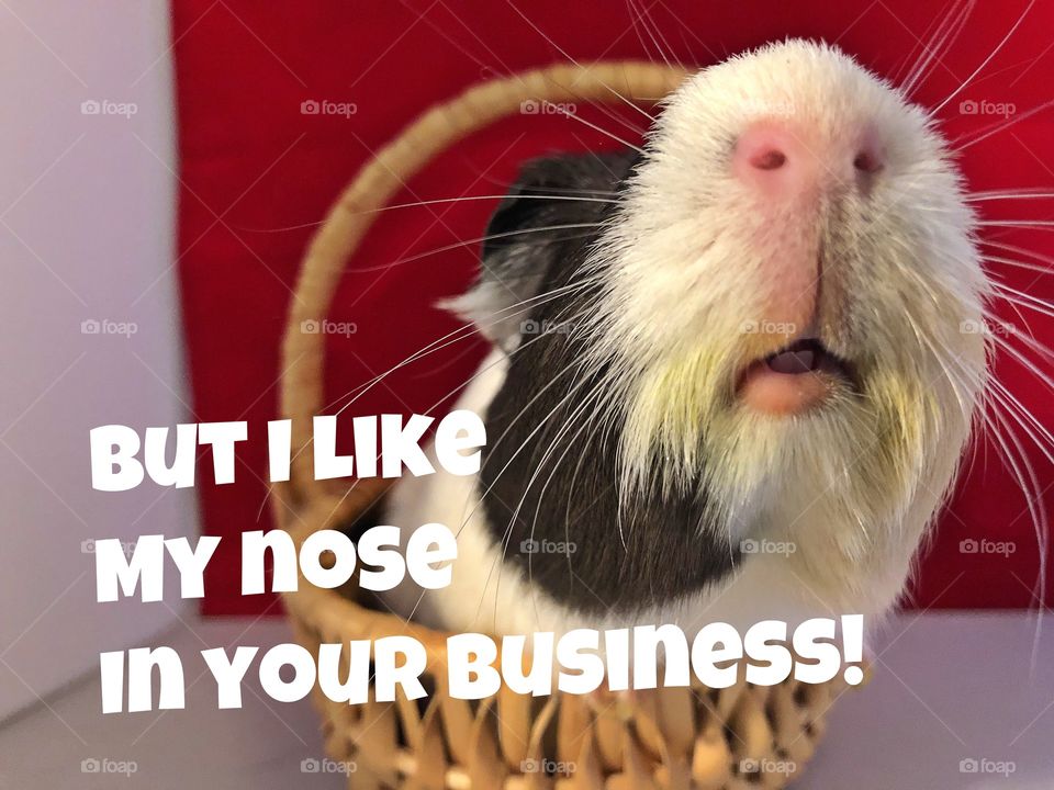 Nose in your buisiness