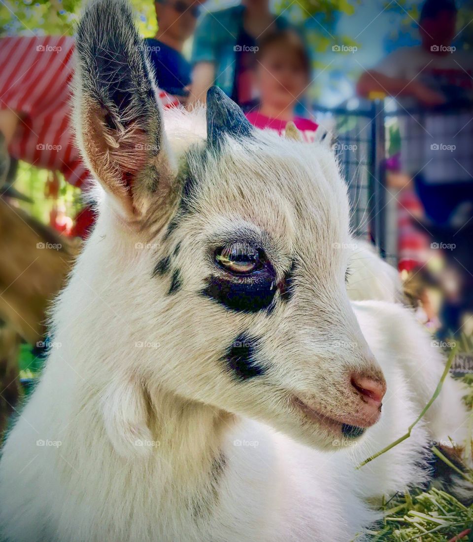 Baby goat with big sparkly eyes is the star attraction at a petting zoo