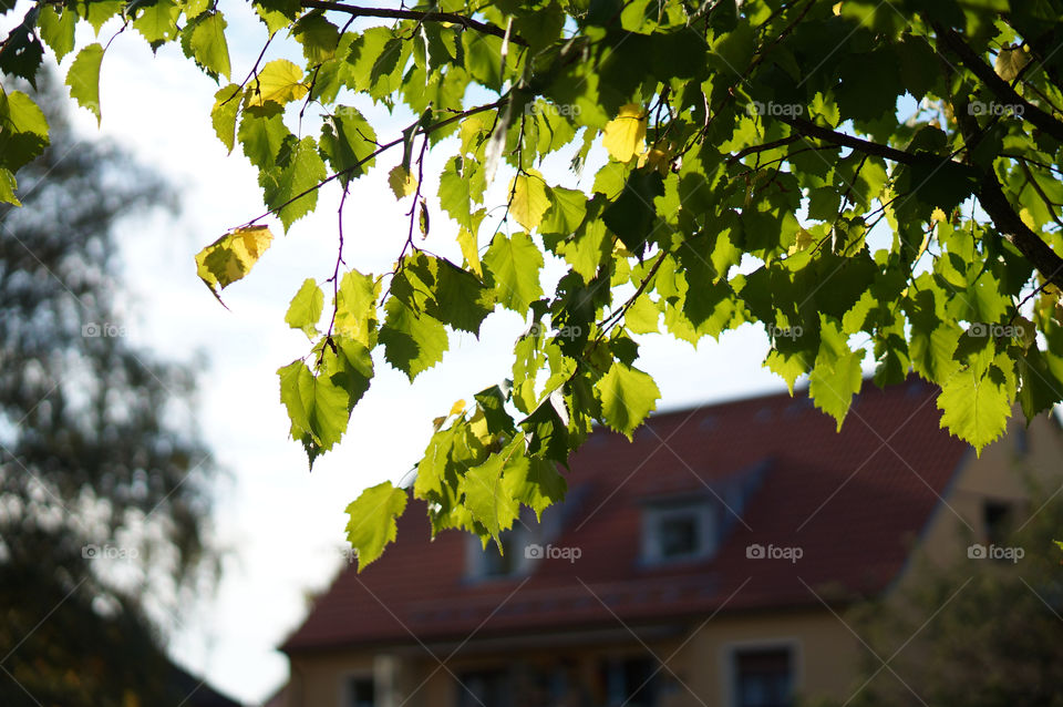 green italy leaves house by lexlebeur