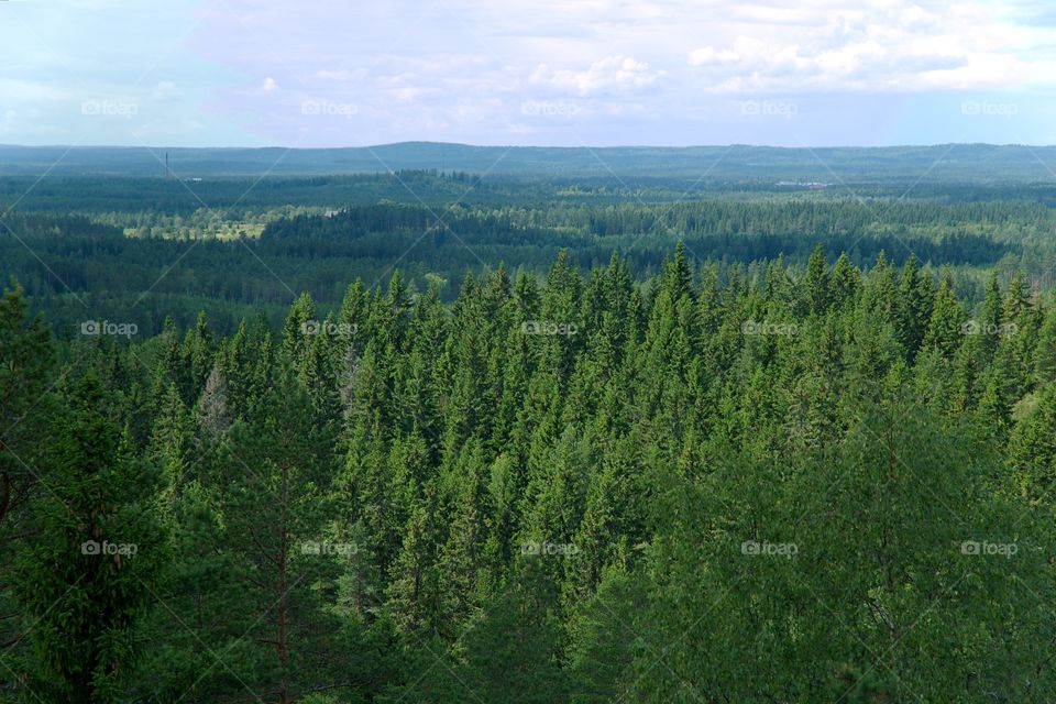 A view of the forest on the Swedish highland.