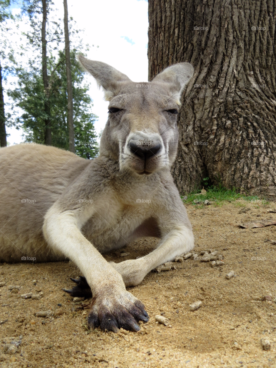 kangaroo furry lone pine koala sanctuary - brisbane by luke.twomey85