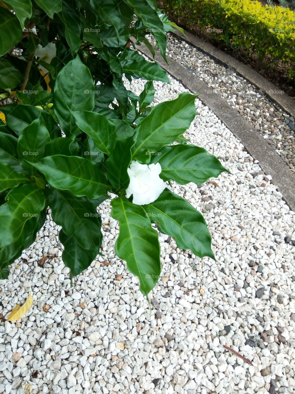 Leaf, Nature, Flora, No Person, Garden