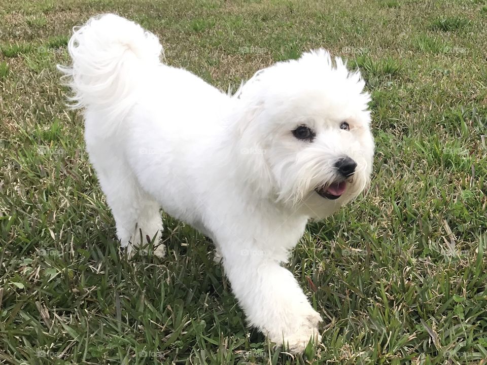 Beautiful Coton de Tulear dog on a stroll in the grass