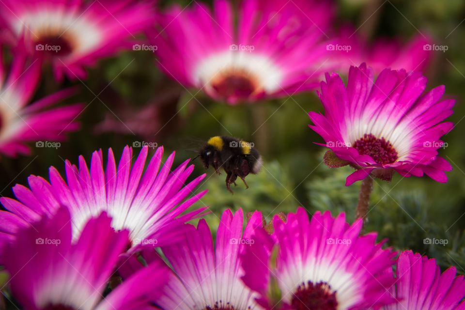 Busy bee in the summer sun 