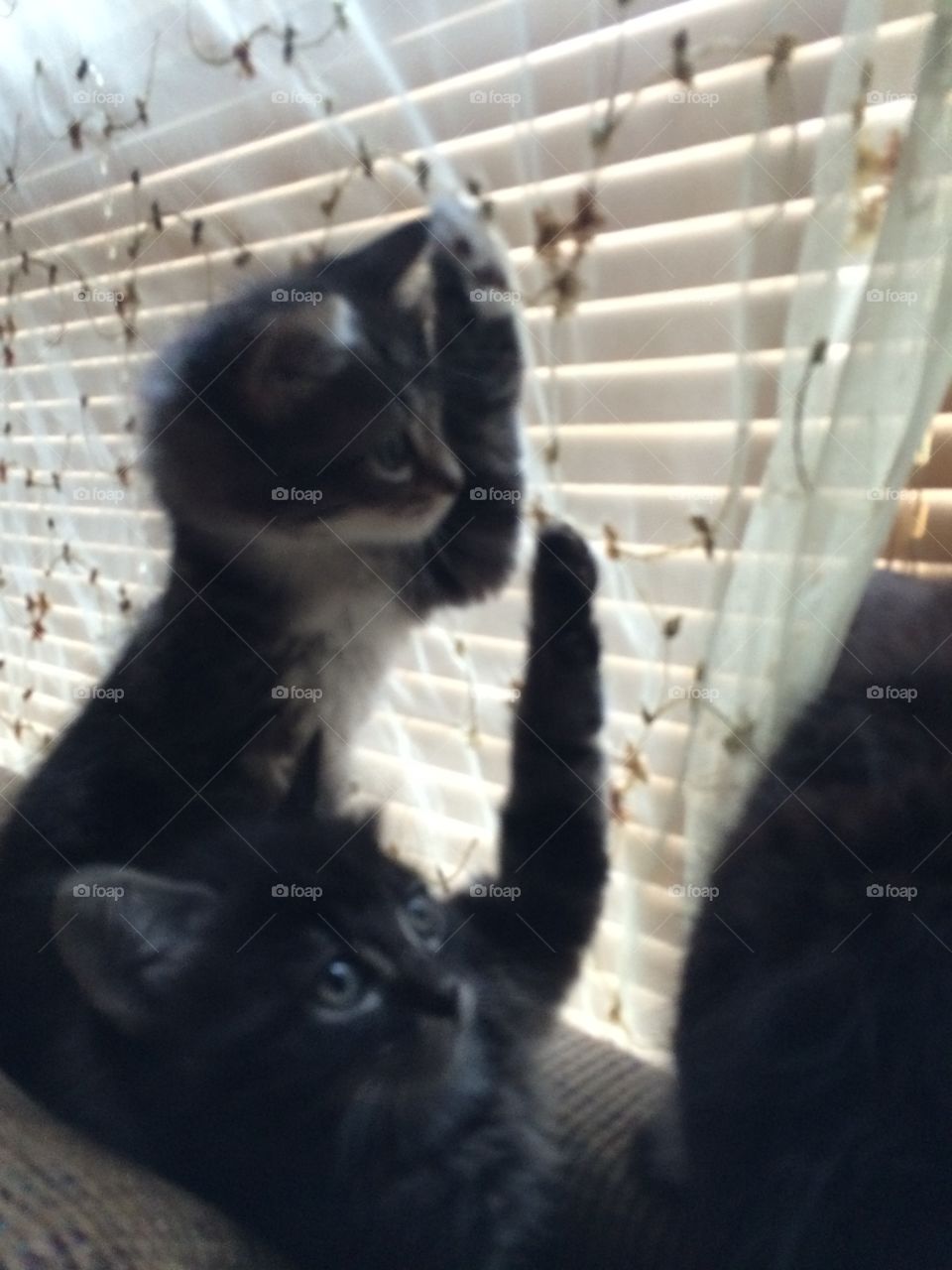 Kittens climbing curtains 