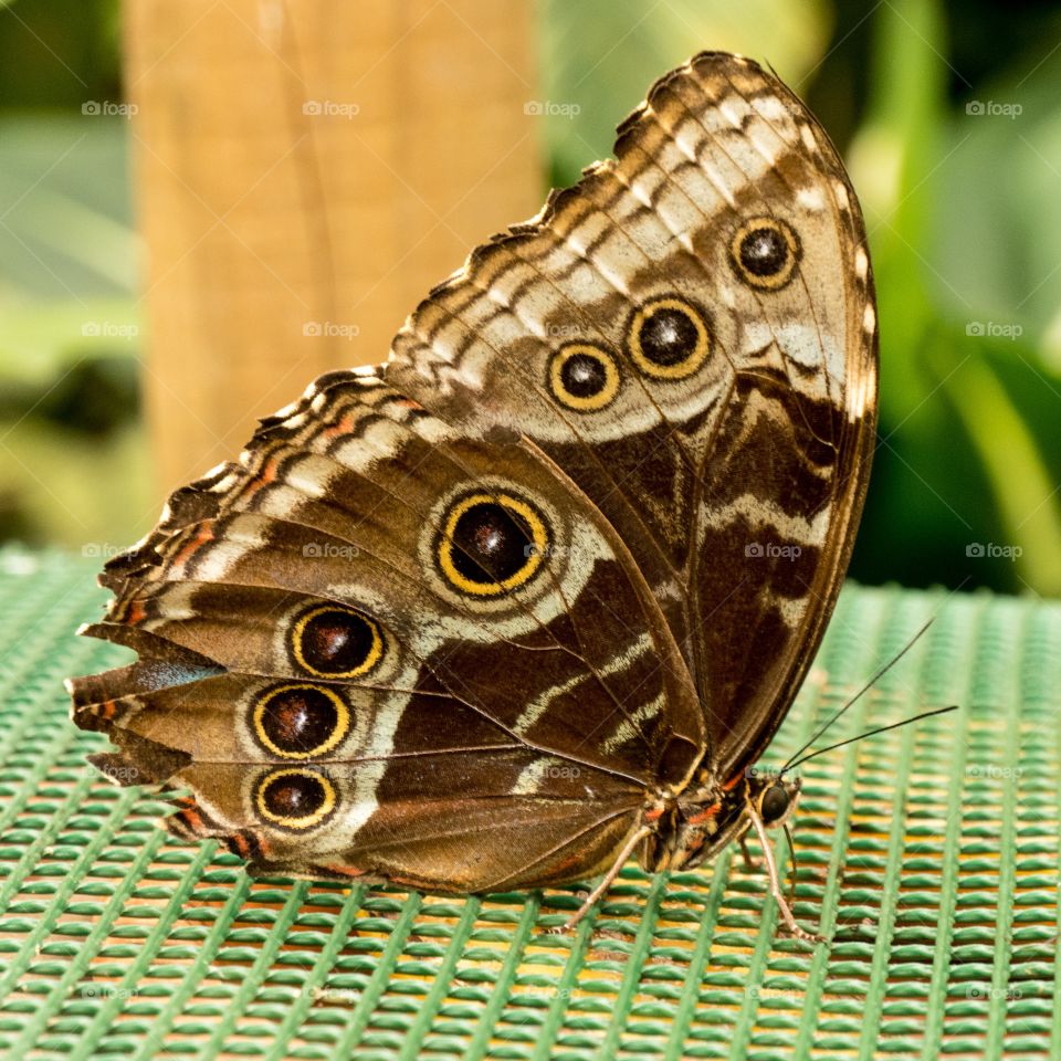 Butterfly Brown Wing Feeding