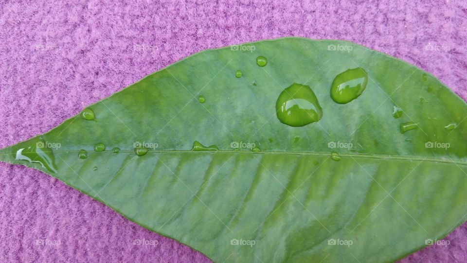 Beautiful rain drop on green leaf.