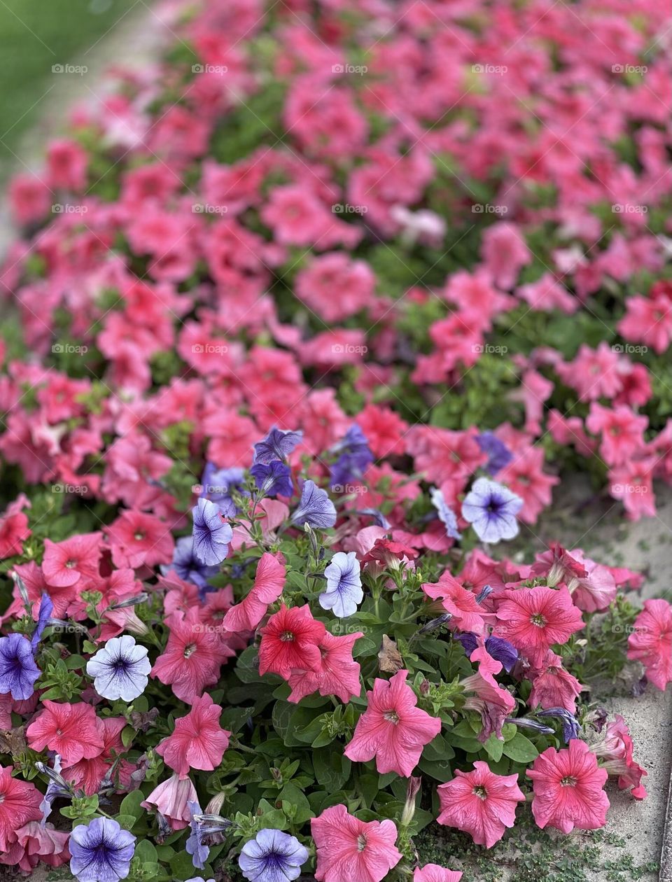 Flowers purpled 