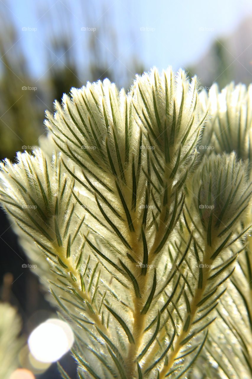 South African leaf fan 