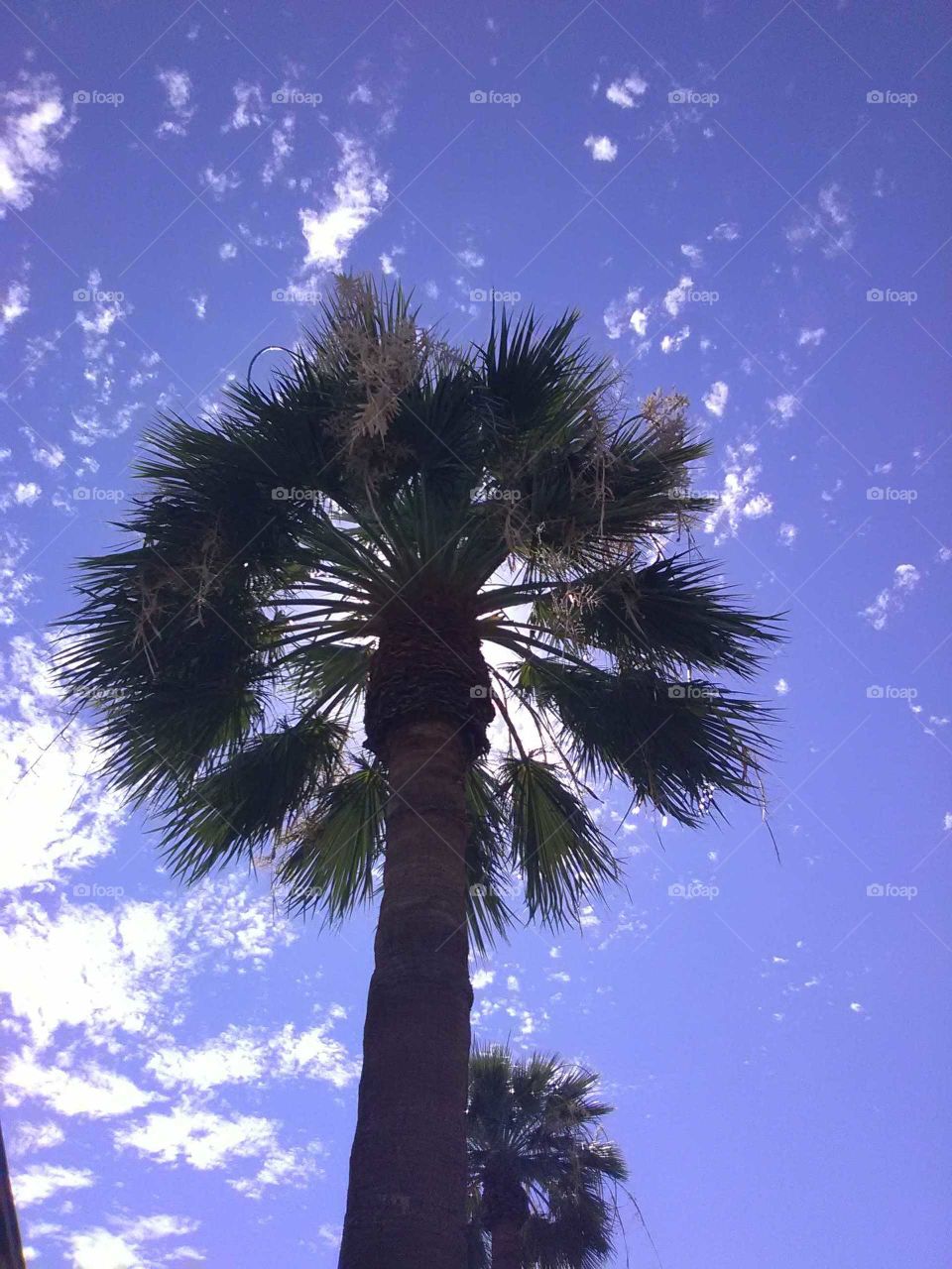 palm